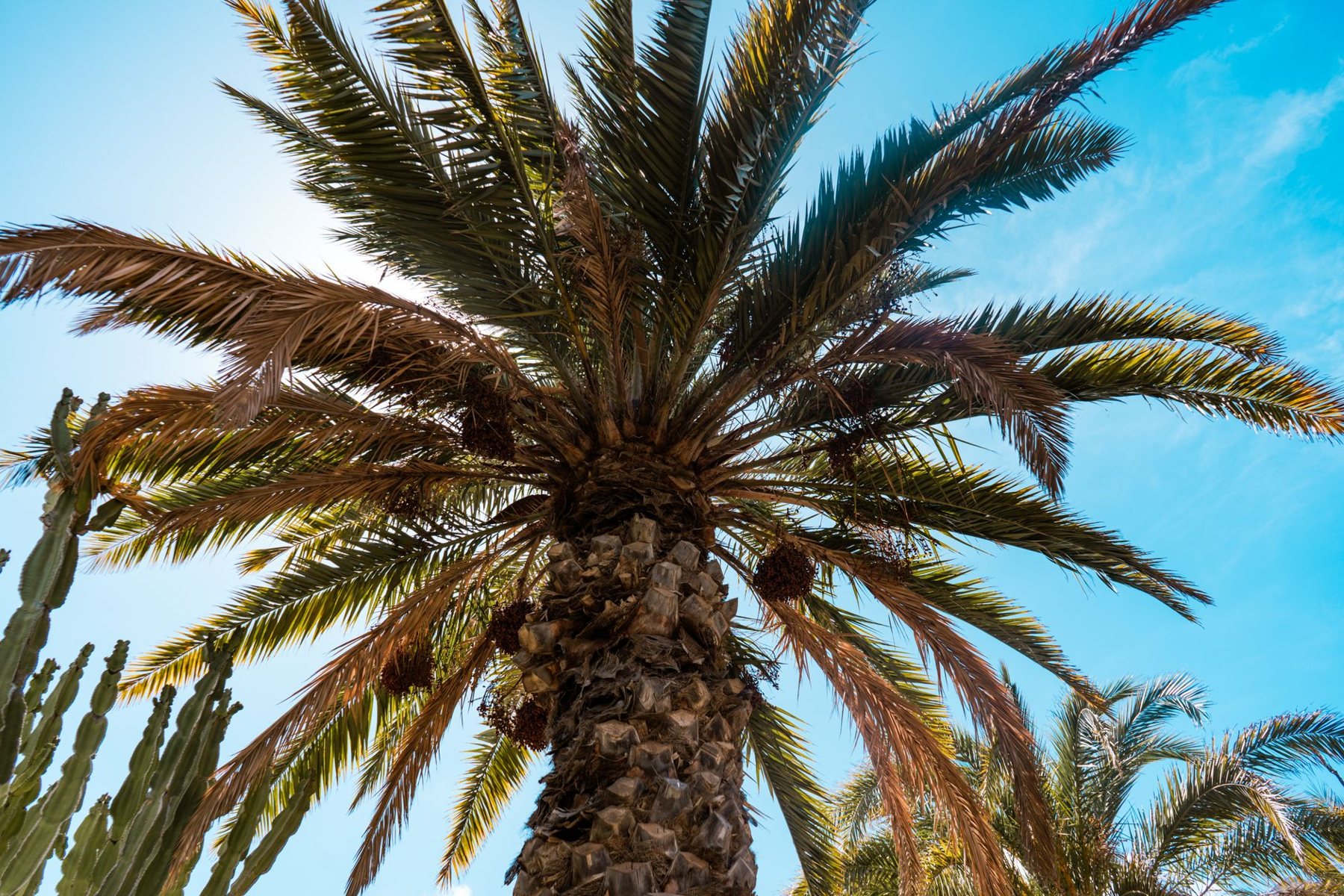 Palm Tree Trimming in Mesa AZ