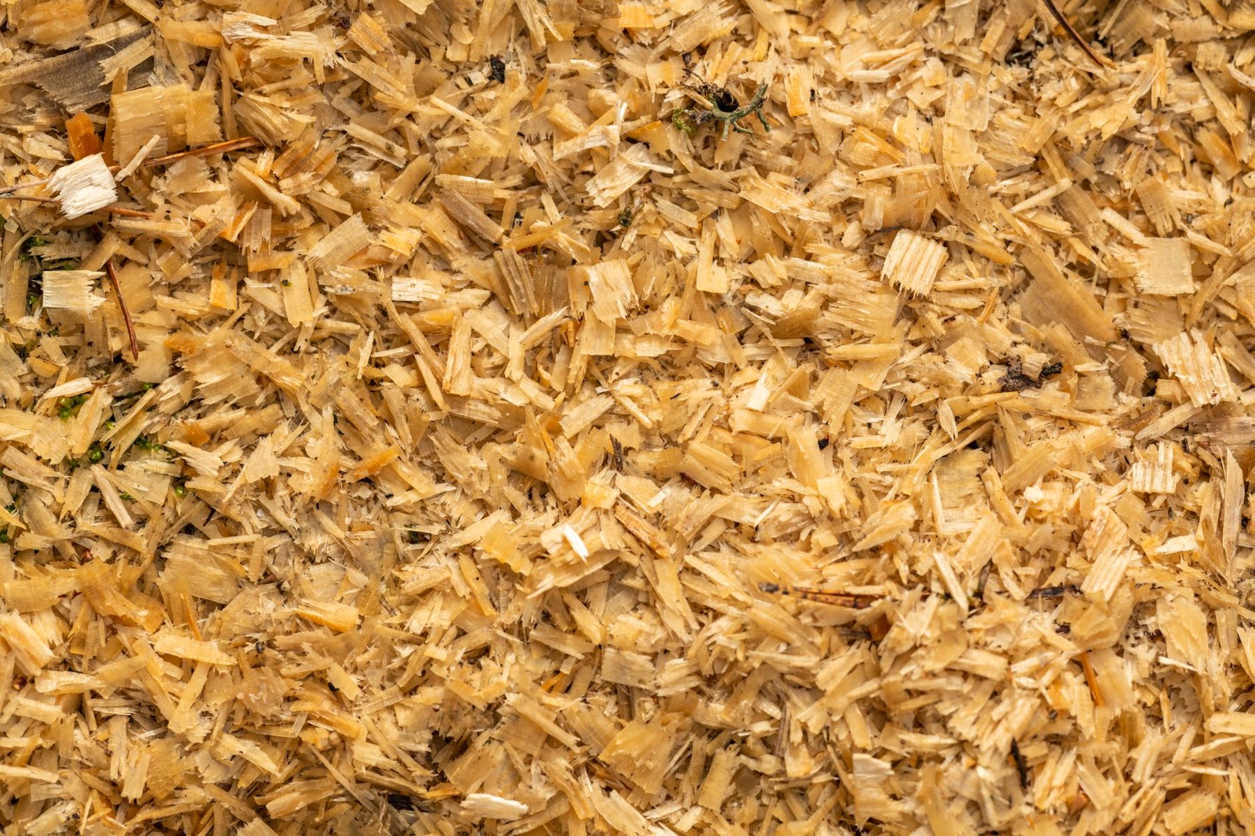 Stump Grinding in Mesa AZ
