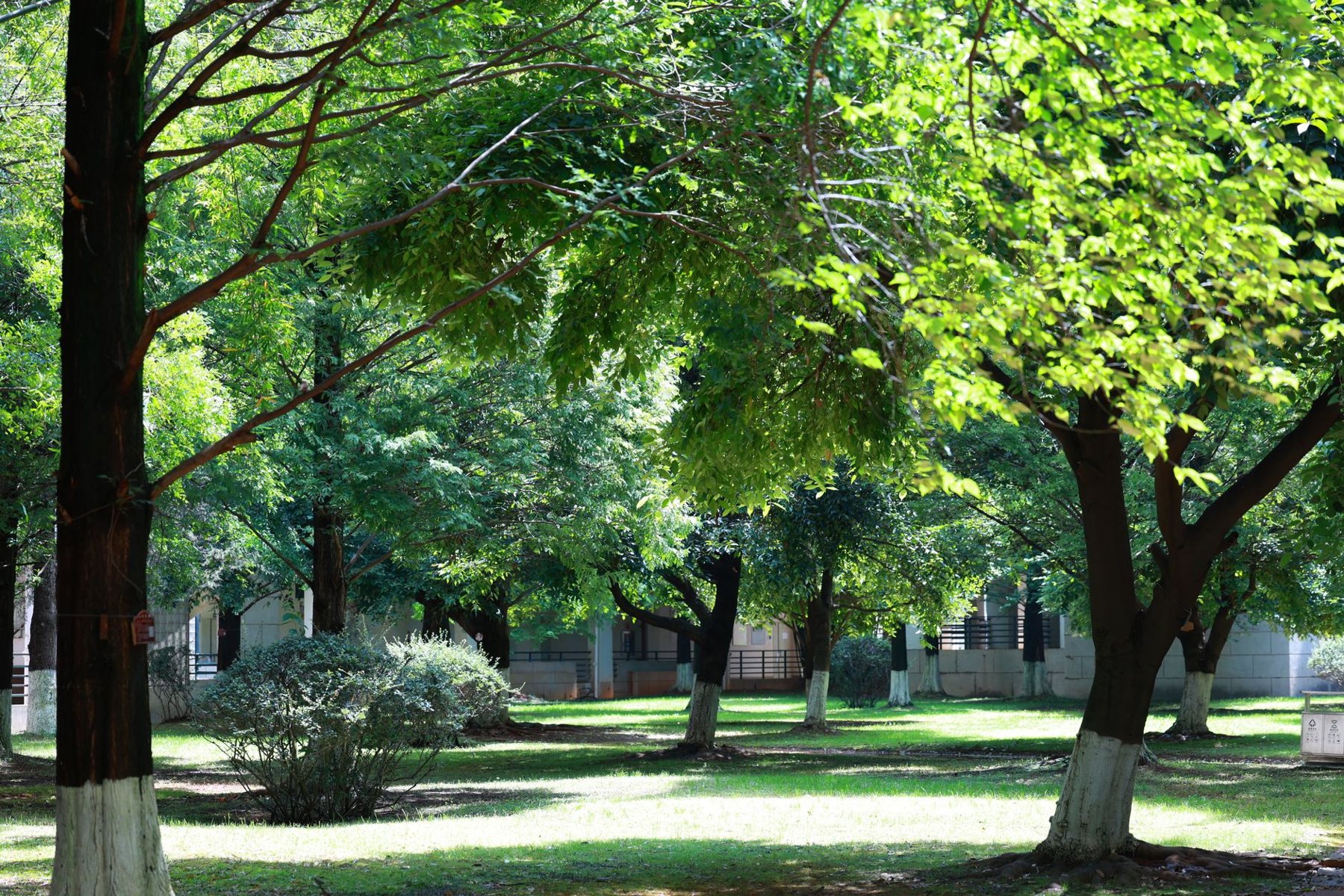 Healthy canopy care in Mesa, AZ